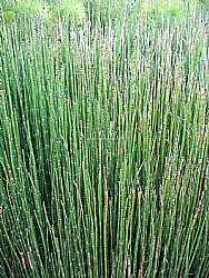 ����� �� ����� - ����