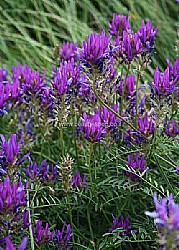 תמצית אם אסטרגלוס תמצית אם אסטרגלוס