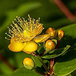 מיצוי היפריקום - שלוס מיצוי היפריקום - שלוס